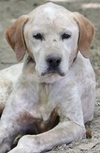LORDOS, Hund, Mischlingshund in Griechenland - Bild 9