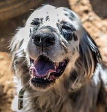 HECTOR, Hund, Mischlingshund in Griechenland - Bild 1