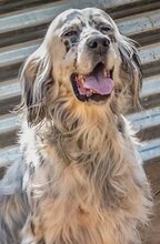HECTOR, Hund, Mischlingshund in Griechenland - Bild 3