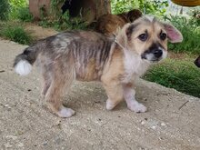 LINDSAY, Hund, Mischlingshund in Griechenland - Bild 2