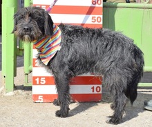 KORMOS, Hund, Mischlingshund in Slowakische Republik - Bild 2