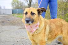 LUNAY43, Hund, Mischlingshund in Slowakische Republik - Bild 2