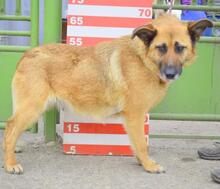 LUNAY43, Hund, Mischlingshund in Slowakische Republik - Bild 3