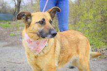 LUNAY43, Hund, Mischlingshund in Slowakische Republik - Bild 6