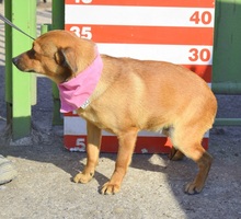 LILY, Hund, Mischlingshund in Espelkamp - Bild 6