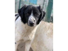 BELA, Hund, Mischlingshund in Rumänien - Bild 3
