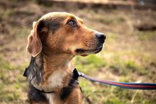 COOKIE, Hund, Mischlingshund in Bulgarien - Bild 2