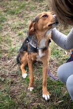 COOKIE, Hund, Mischlingshund in Bulgarien - Bild 3
