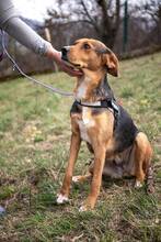 COOKIE, Hund, Mischlingshund in Bulgarien - Bild 4