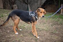 COOKIE, Hund, Mischlingshund in Bulgarien - Bild 6