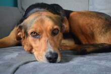 COOKIE, Hund, Mischlingshund in Bulgarien - Bild 9