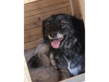 GLORIA, Hund, Mischlingshund in Rumänien - Bild 1