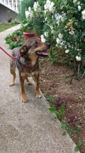GUCCI, Hund, Mischlingshund in Bosnien und Herzegowina - Bild 4