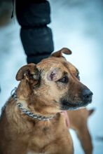 DINA, Hund, Mischlingshund in Ungarn - Bild 5