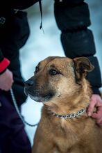 DINA, Hund, Mischlingshund in Ungarn - Bild 8