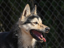 CONDOR, Hund, Alaskan Malamute-Dt. Schäferhund-Mix in Asbach - Bild 2