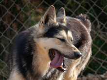 CONDOR, Hund, Alaskan Malamute-Dt. Schäferhund-Mix in Asbach - Bild 6
