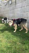 CONDOR, Hund, Alaskan Malamute-Dt. Schäferhund-Mix in Asbach - Bild 8