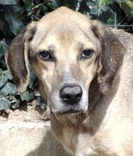 MAXI, Hund, Mischlingshund in Griechenland - Bild 1