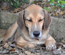 MAXI, Hund, Mischlingshund in Griechenland - Bild 10