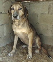 MAXI, Hund, Mischlingshund in Griechenland - Bild 11