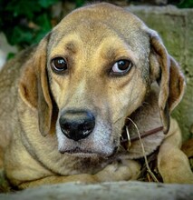 MAXI, Hund, Mischlingshund in Griechenland - Bild 13