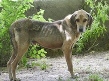 MAXI, Hund, Mischlingshund in Griechenland - Bild 16