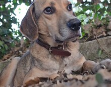 MAXI, Hund, Mischlingshund in Griechenland - Bild 18
