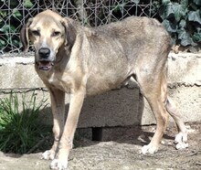 MAXI, Hund, Mischlingshund in Griechenland - Bild 2