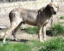 MAXI, Hund, Mischlingshund in Griechenland - Bild 4
