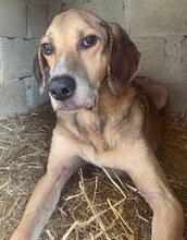 MAXI, Hund, Mischlingshund in Griechenland - Bild 6