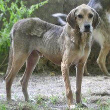 MAXI, Hund, Mischlingshund in Griechenland - Bild 7