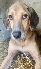 MAXI, Hund, Mischlingshund in Griechenland - Bild 9