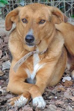BROWN, Hund, Mischlingshund in Griechenland - Bild 1