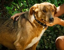 BROWN, Hund, Mischlingshund in Griechenland - Bild 12