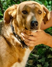 BROWN, Hund, Mischlingshund in Griechenland - Bild 14