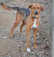BROWN, Hund, Mischlingshund in Griechenland - Bild 16
