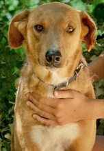 BROWN, Hund, Mischlingshund in Griechenland - Bild 18