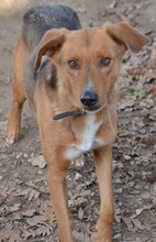 BROWN, Hund, Mischlingshund in Griechenland - Bild 19