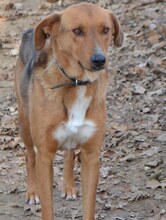 BROWN, Hund, Mischlingshund in Griechenland - Bild 20
