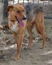 BROWN, Hund, Mischlingshund in Griechenland - Bild 24