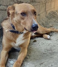 BROWN, Hund, Mischlingshund in Griechenland - Bild 25