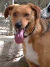 BROWN, Hund, Mischlingshund in Griechenland - Bild 28