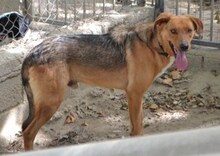 BROWN, Hund, Mischlingshund in Griechenland - Bild 29