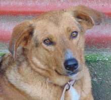 BROWN, Hund, Mischlingshund in Griechenland - Bild 3