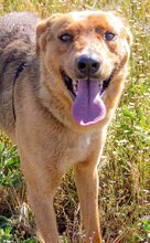 BROWN, Hund, Mischlingshund in Griechenland - Bild 30