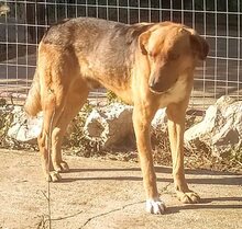 BROWN, Hund, Mischlingshund in Griechenland - Bild 33