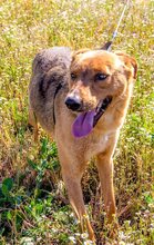 BROWN, Hund, Mischlingshund in Griechenland - Bild 34