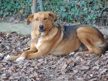 BROWN, Hund, Mischlingshund in Griechenland - Bild 4