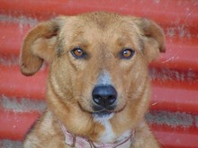 BROWN, Hund, Mischlingshund in Griechenland - Bild 5